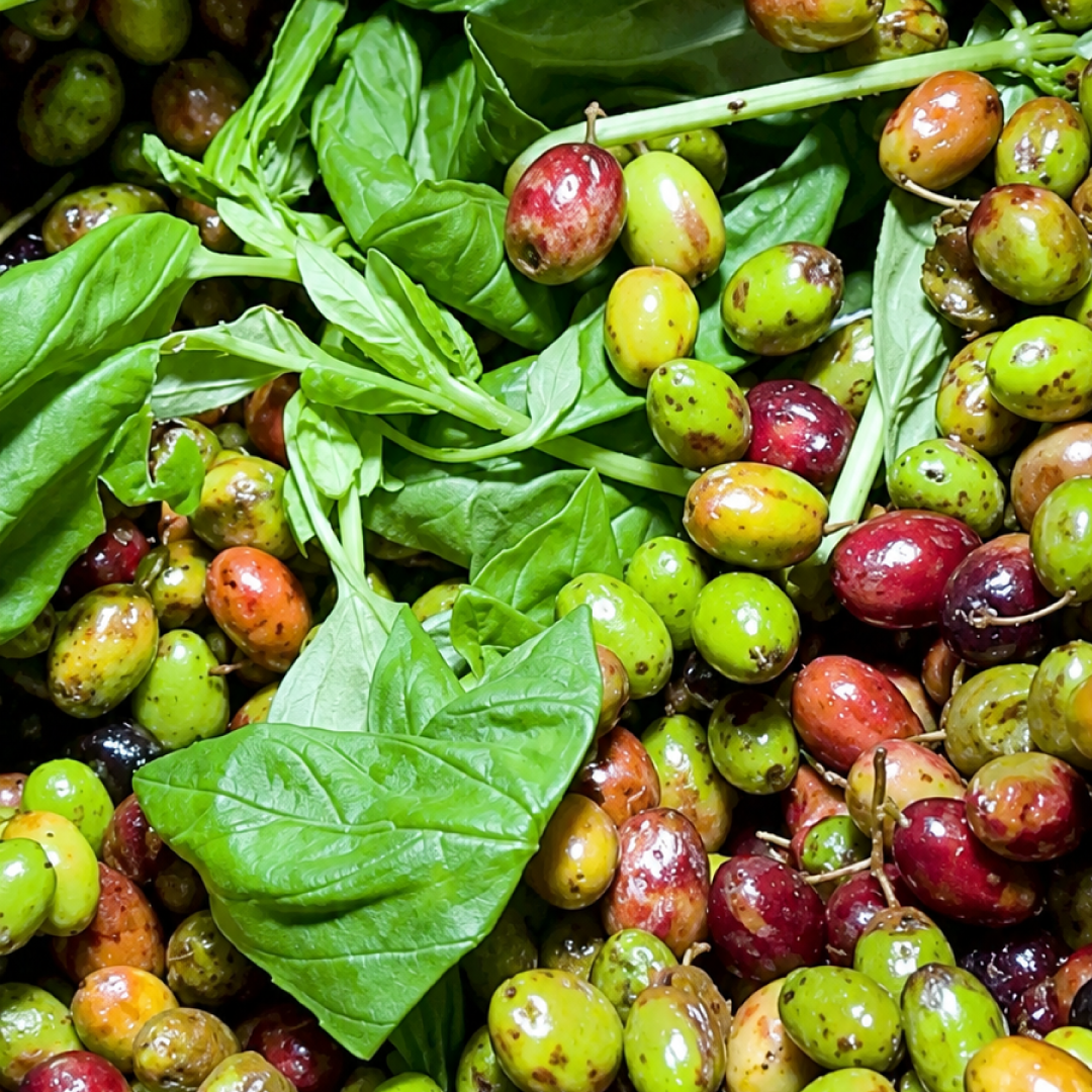 Basil Oil 250ml